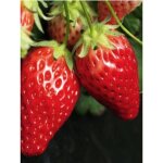 Fraisier 'cirafine' - remontant godet de 7 / 8 cm (par 3)