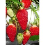 Fraisier 'gariguette' - non remontant godet de 7 / 8 cm (par 3)