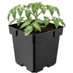 Garronda pot de fleur carr� en plastique 14 � h 14 cm (2l) godet semis pot de p�pini�re avec drainage ...