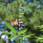 Gattilier (vitex agnus - castus)