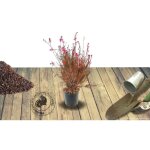 Gaura sel® belleza dark pink / pot de 3l Gaura sel® belleza dark pink / pot de 3l