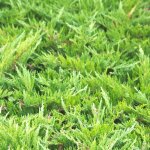 Genévrier sabine tamariscifolia / pot de 3l Genévrier sabine tamariscifolia / pot de 3l