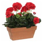 Geranium pvc rouge dans une jardinière pour balcon 29x13x40cm Geranium pvc rouge dans une jardinière pour balcon 29x13x40cm