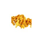 Girolles - champignons - bocal de 30 g