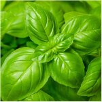 Graines de basilic 50 pcs ? semences aromatiques, herbes cuisine, plante aromatique pour potager jardin, ...