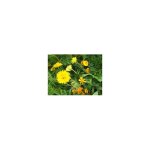 Mlange cologique de graines de fleurs rpulsifs nmatodes - 10g