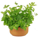 Graines de cataire 100 g ? plante aromatique ? attire chats