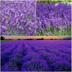 Graines lavande 2500 ? semences perennes non - ogm, floraison violet et plante aromatique pour ext�rieur ...