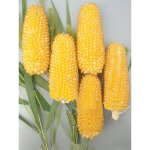Graines de ma�s mini 'strawberry' ? 60 graines pour jardin et potager, ma�s jaune sucr�