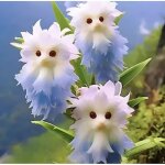 Graines d?orchid�e ?visage de chat? ? 1500 graines + engrais ? vari�t� rare ? culture jardin maison