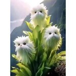 Graines d?orchid�e ?visage de chat? ? 300 graines + engrais ? vari�t� rare ? culture jardin maison