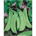 Graines de pois mange - tout 15 pcs ? gousses plates ? r�colte facile potager