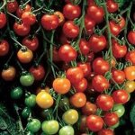 Graines de tomates cerises ? 500 graines, semences potag�res pour culture en jardin, balcon et int�rieur ...