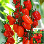 Graines de tomates cerises red saint ? 100 graines / sachet, 5 sachets pour jardin et potager