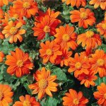 Graines de tournesol mexicain (tithonia rotundifolia) rouge ? lot de 100 graines, vari�t� � pollinisation ...