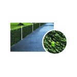 Haie lauro h 150 m 3 ilcampo 00030 Haie lauro h 150 m 3 ilcampo 00030