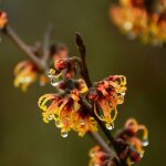 Hamam�lis, noisetier de sorci�re orange beauty / pot de 4l