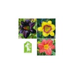 Offre hemerocalles plante vivace - 6 godets - plantes