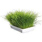 Herbe d�purative naturelle pour chats zolux