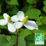 Herbe � poivre bio / godet