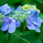 Hortensia � bonnet de dentelle 'blue bird' (hydrangea serrata)