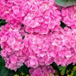 P�pini�res naudet ? hortensia macrophylle 'bouquet rose' ? arbuste caduc parfum� ? hauteur 1 - 2m ? excellente ...