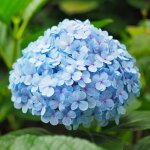 Hortensia macrophylle 'nikko blue' (hydrangea macrophylla)
