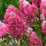 Hortensia paniculata framboisine ® 'rensam' / pot de 4l Hortensia paniculata framboisine ® 'rensam' / pot de 4l