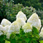 P�pini�res naudet ? hortensia panicul� 'bobo' ? plante vivace fleurie ? hauteur � maturit� 1 - 2m ? exposition ...