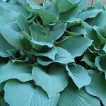 Hosta krossa regal / godet