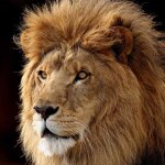 Tableau animaux crinire du roi lion - 50x50 cm