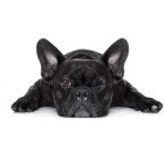 Hxadeco - tableau decoratif bouledogue francais clin d ?il , 80x50cm