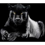 Hxadeco - tableau panthre - 80x50cm - made in france