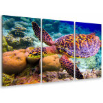Hxadeco - tableau triptyque tableau photo tortue et fonds marins - 90x60 cm