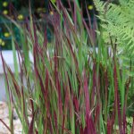 Imprate cylindrique red baron / pot de 3l