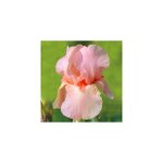 Iris des jardins flamant rose - plantes vivaces Iris des jardins flamant rose - plantes vivaces
