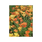 Le jardin du pic vert - achille millefeuille 'feuerland' godet de 8 / 9 cm