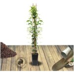 Jasmin �toil� winter ruby� 'trared' / pot de 3l