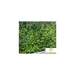 Jet7garden - treillis feuilles de rosier 1, 00mx2m