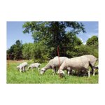 Kerbl - filet pour moutons ovinet électrifiable - longueur 50 m - hauteur 90 cm - 14 piquets Kerbl - filet pour moutons ovinet électrifiable - longueur 50 m - hauteur 90 cm - 14 piquets