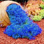 Kit graines de lob�lie ? 2000 graines + engrais ? fleurs bleues ? plante retombante ? id�al pour suspension ...