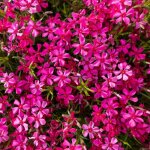 Kit graines de phlox mousse ? 1000 graines + engrais ? fleurs roses ? plante couvre - sol ? jardin rocaille ...