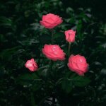 Lampes solaires � led en forme de roses artificielles pour ext�rieur, d�coration de jardin, cour, patio, ...