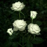 Lampes solaires � led en forme de roses artificielles pour ext�rieur, d�coration de jardin, cour, patio, ...