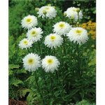 Leucanthemum double - 3 godets - plante vivace