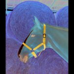 Licol double paisseur marine pour cheval