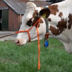 Licol grande vache reglable large orange
