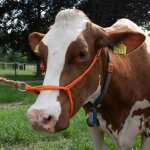 Licol vache reglable large orange Licol vache reglable large orange