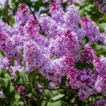 P�pini�res naudet ? lilas commun 'michel buchner' ? arbuste parfum� � fleurs bleues / mauves ? hauteur ...