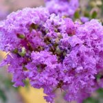 Lilas des indes 'catawba' (lagerstroemia indica)
